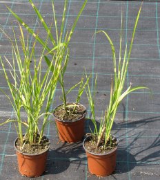 Miscanthus sinensis 'Strictus'